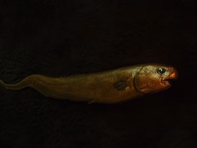 Ngoài ra, tim của cá mập bị ký sinh đã tổn thương, trong khi sáu con cá mập mako vây ngắn khác không có dấu hiệu ký sinh và vẫn bình thường.