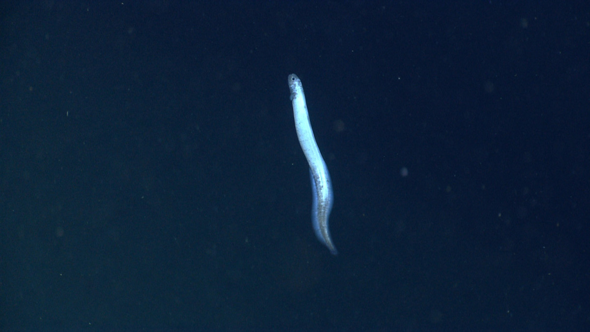 Trước hoặc sau khi con vật chết, hai con cá chình đã thâm nhập vào mang hoặc cổ họng. Sau đó, chúng đi qua hệ tuần hoàn của cá mập thông qua động mạch chủ hoặc động mạch đi và di chuyển tới tim. Trong quá trình này, chúng tiêu hóa máu để sinh tồn.