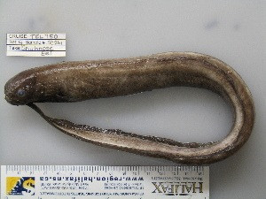 Mặc dù vậy, các nhà khoa học không thể xác định được cách cá chình xâm nhập vào tim cá mập. Họ cho rằng có thể cá chình đã tìm thấy cá mập bị thương hoặc đã chết do mắc câu và tận dụng cơ hội để ký sinh.