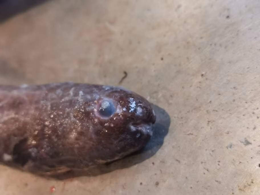 Khi mở bụng con cá mập, nhà sinh vật học Janine Caira tại Đại học Connecticut và Nancy Kohler tại Trung tâm Khoa học Ngư nghiệp Đông Bắc đã phát hiện ra hai con cá chình mũi hếch cái sắp trưởng thành đang tạo tổ trong tim của nó.