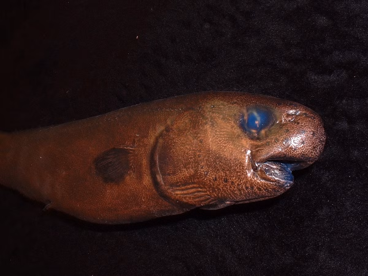 Mặc dù cả hai con cá chình đã chết khi được đưa lên khỏi biển và lưu trữ lạnh, nhưng trước đó chúng dường như vẫn khỏe mạnh. Có bằng chứng cho thấy cá chình đã ẩn náu trong tim cá mập trong một khoảng thời gian dài, vì dạ dày của cả hai con cá chình đều chứa máu.