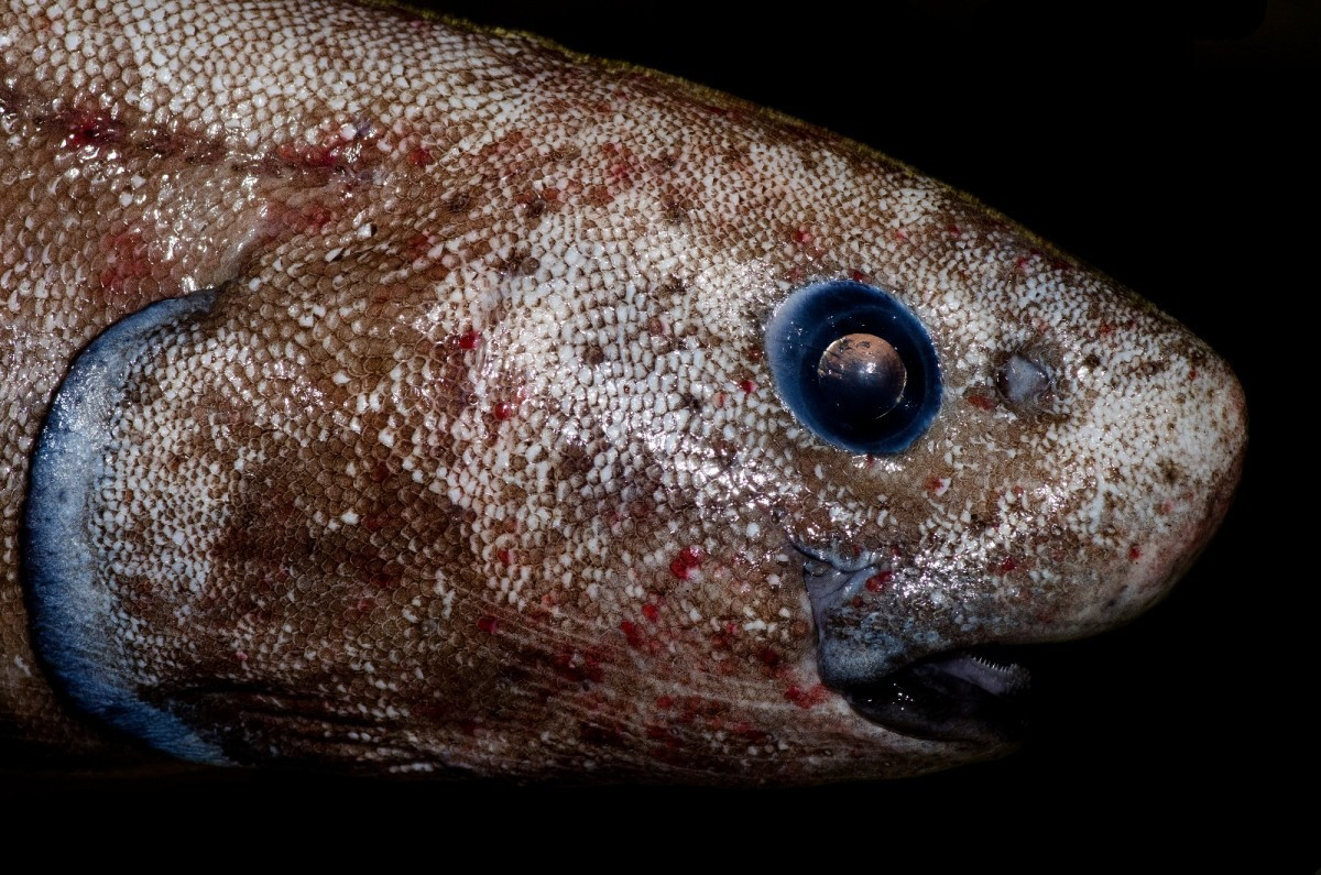 Thực tế là cá chình mũi hếch không cần thiết phải ký sinh trên cá mập. Chúng có thể sống thoải mái dưới nước và ăn xác động vật ở đáy biển. Tuy nhiên, chúng thích chui qua da và thịt của những con cá lớn hơn.