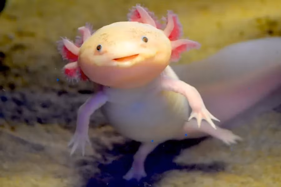  Kỳ nhông Mexico, còn được biết đến với cái tên "khủng long 6 sừng", là một loài lưỡng cư hiếm chỉ được tìm thấy ở hai hồ Xochimilco và Chalco, gần thành phố Mexico và nó đang gần như đứng trước nguy cơ tuyệt chủng.