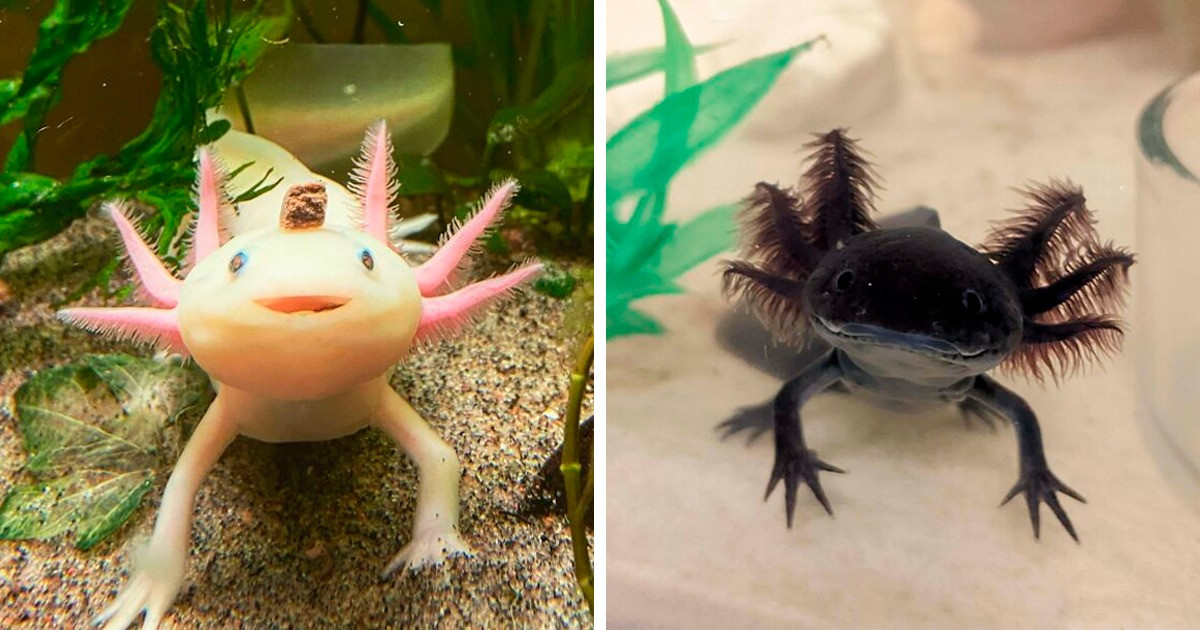 Tuy nhiên, Axolotl lại là một trong những loài kỳ nhông không phát triển theo cách đó. Thay vào đó, nó giữ lại tất cả các đặc điểm của ấu trùng - có cả đuôi và vây dọc lưng - và tiếp tục sống dưới nước, nhưng vẫn có khả năng sinh sản.