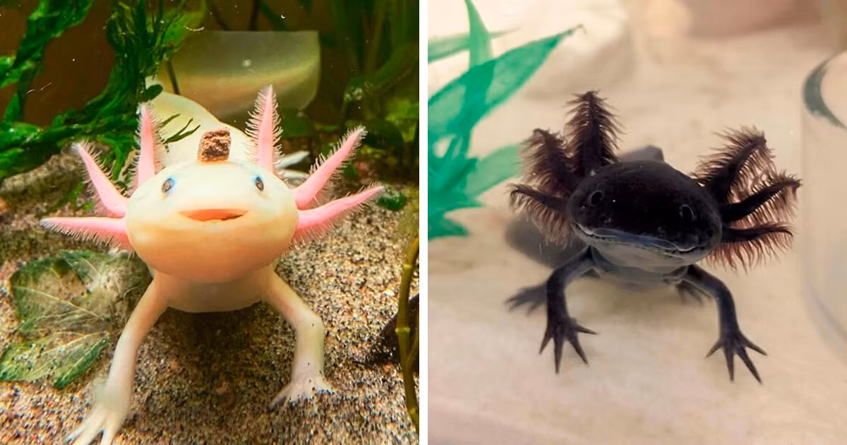 Tuy nhiên, Axolotl lại là một trong những loài kỳ nhông không phát triển theo cách đó. Thay vào đó, nó giữ lại tất cả các đặc điểm của ấu trùng - có cả đuôi và vây dọc lưng - và tiếp tục sống dưới nước, nhưng vẫn có khả năng sinh sản.