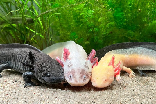 Điều đặc biệt là Axolotl có khả năng tái tạo hầu hết các bộ phận trên cơ thể, bao gồm cả tay chân, mắt và thậm chí cả các bộ phận của não, khiến nó trở nên "trẻ mãi không già". Điều này thu hút sự quan tâm của các nhà khoa học nghiên cứu về sinh học tái tạo.