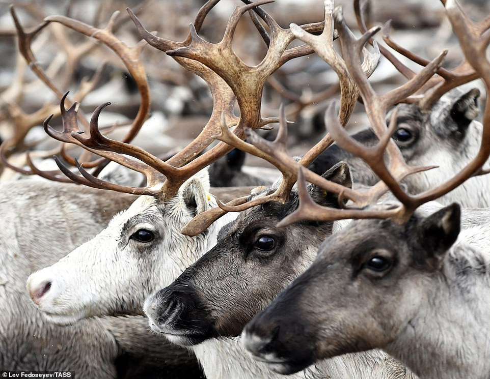 Theo Đại học Alaska Fairbanks (Mỹ), tuần lộc là loài hươu duy nhất mà cả con đực và con cái đều mọc gạc. Mỗi gạc phát triển từ một cuống gọi là cuống trên xương trán của hộp sọ. Những chiếc gạc xương này được bao phủ bởi một lớp da lông, gọi là nhung, được trang bị các mạch máu cung cấp oxy cho xương đang phát triển.