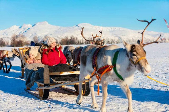 Tuần lộc là động vật sống bầy đàn. Chúng kiếm ăn, đi lại và nghỉ ngơi theo đàn. Những đàn tuần lộc có thể bao gồm từ 10 con đến vài trăm con. Vào mùa xuân có thể đông hơn - từ 50.000 đến 500.000 con tuần lộc đi theo đàn. Chúng thường di chuyển về phía nam khoảng 1000 - 3000 dặm (1600 -5.000 km) để tìm thức ăn vào mùa đông.