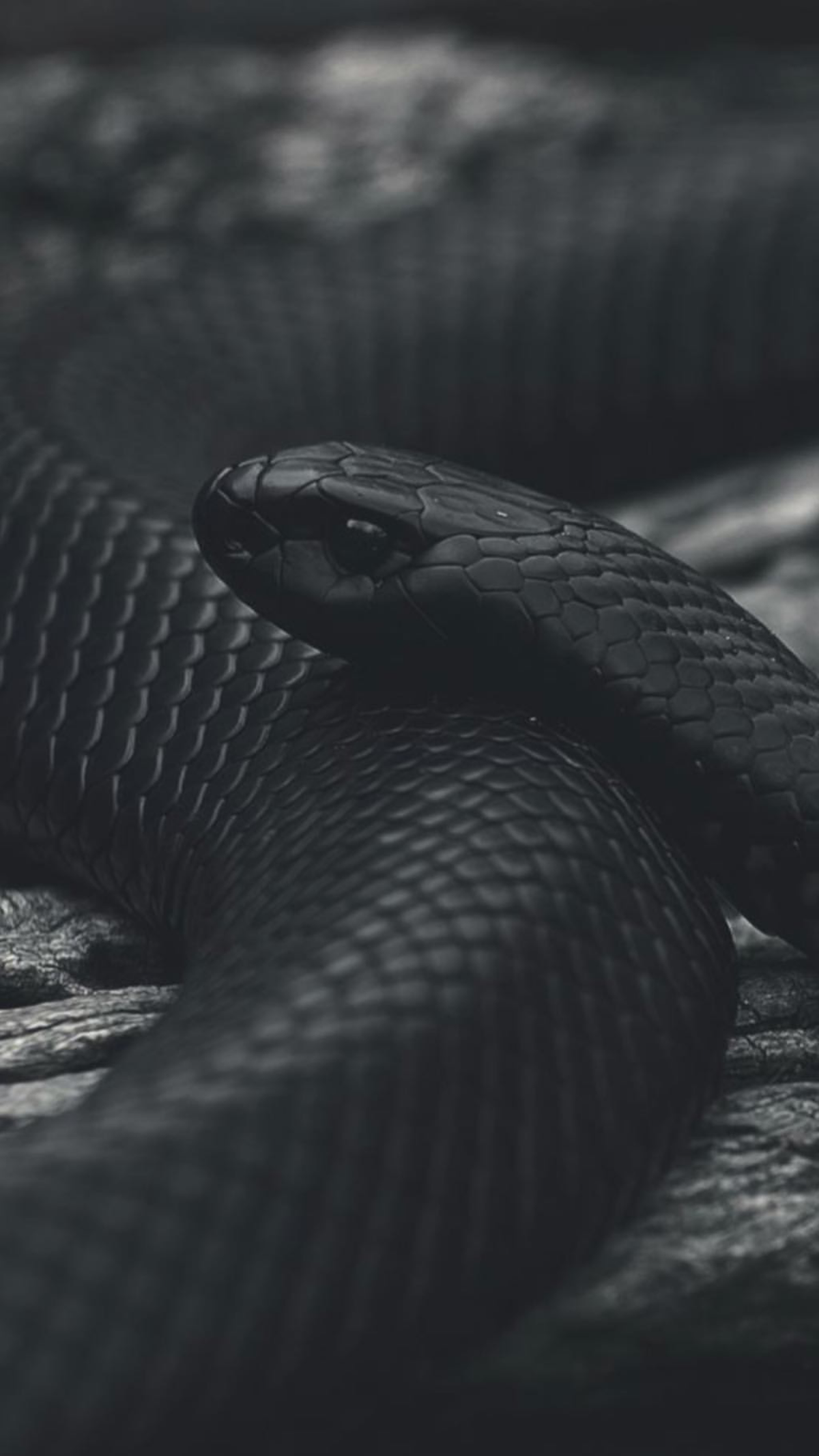 1. Giống như rắn hổ mang chúa và rắn san hô, nọc độc khủng khiếp của Mamba đen chứa độc tố thần kinh. Chỉ một giọt độc bị tiêm vào cơ thể nạn nhân, hệ thần kinh nhanh chóng bị đánh sập hoàn toàn, cơ thể bị tê liệt và tử vong sau thời gian cực ngắn.