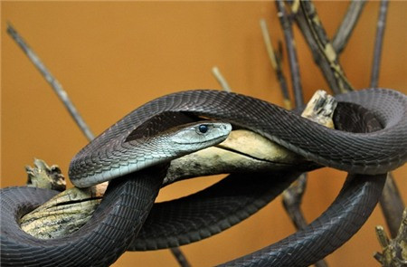 7. Rắn Mama đen là loài rắn độc dài nhất châu Phi đồng thời cũng là một trong những loài rắn di chuyển nhanh nhất thế giới.