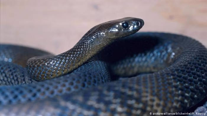 6. Dù là loài rắn cực độc, nhưng rắn Mamba đen lại là con mồi ưa thích của một số loài động vật ăn thịt như đại bàng, chim ưng, cầy mangut.