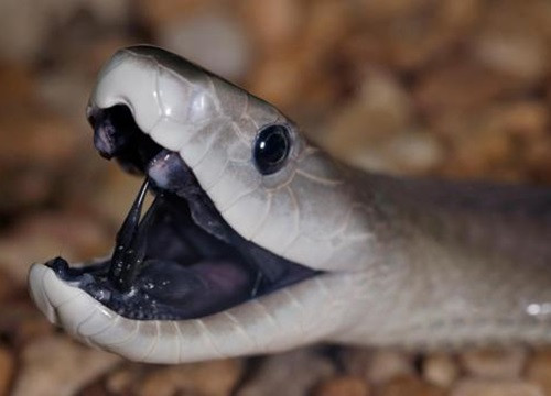 Nọc độc của loài động vật được mệnh danh là "cơn ác mộng" của người châu Phi mạnh tới mức, người ta khẳng định, tỷ lệ tử vong sau cú cắn của rắn Mamba đen là 100%.