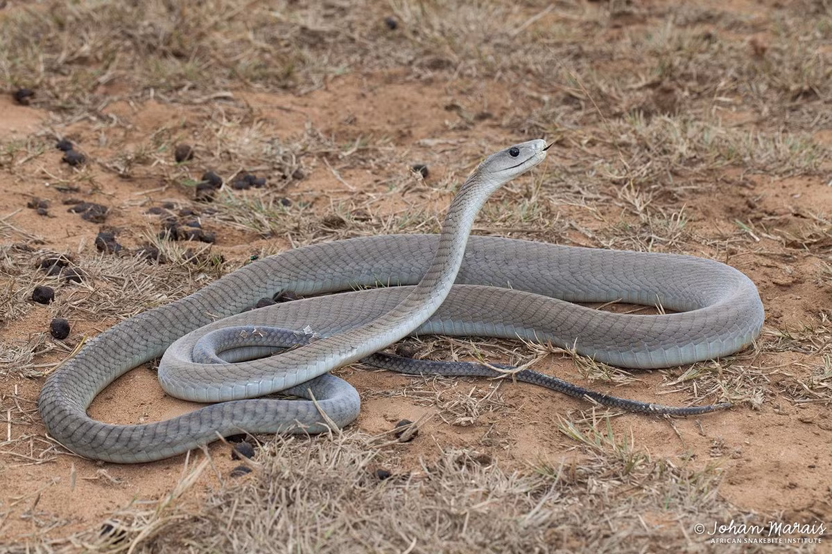 Tuy nhiên một khi rắn Mamba đen tấn công, chúng sẽ tấn công liên tục, lặp đi lặp lại hành vi cắn và tiêm nọc độc đến khi nào chúng còn có thể.