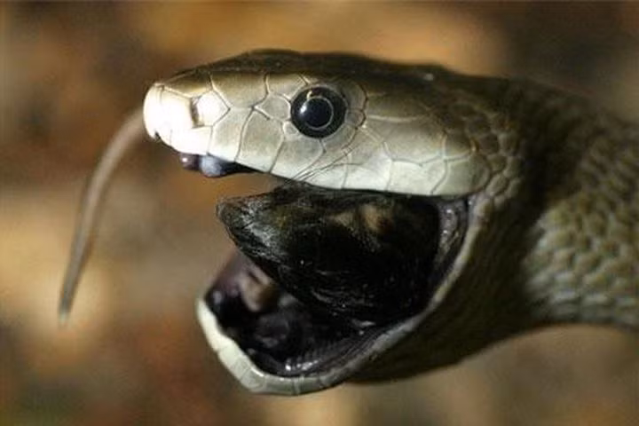 3. Chúng có tên gọi là rắn Mamba đen không phải vì màu sắc của bộ da bên ngoài mà là bởi khoang miệng đen ngòm chết chóc.