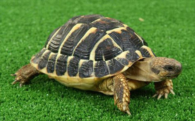 Chỉ cần có được trạng thái cơ thể hoàn hảo, rùa chính là một bậc thầy về sinh tồn do sở hữu lớp phòng thủ mạnh mẽ khiến bất kỳ đối thủ nào cũng phải kiêng dè. Tất cả chiến tích này đều nhờ vào lớp mai rùa vô cùng cứng cáp.