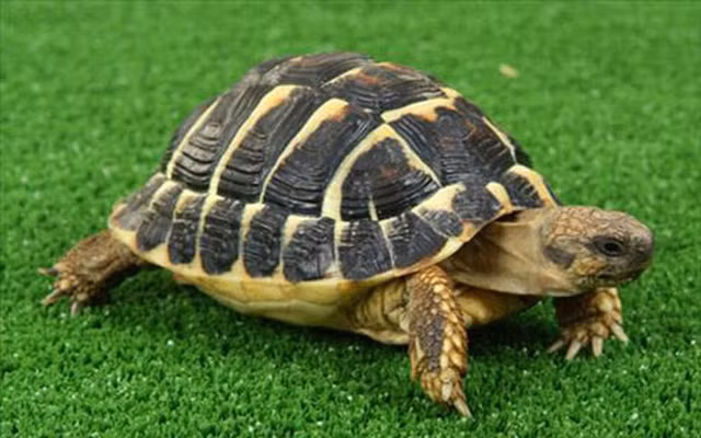 Chỉ cần có được trạng thái cơ thể hoàn hảo, rùa chính là một bậc thầy về sinh tồn do sở hữu lớp phòng thủ mạnh mẽ khiến bất kỳ đối thủ nào cũng phải kiêng dè. Tất cả chiến tích này đều nhờ vào lớp mai rùa vô cùng cứng cáp.