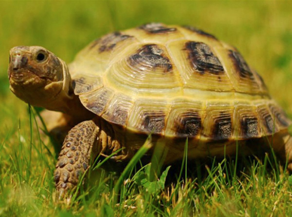 Vì vậy, việc báo đốm cắn xuyên mai rùa để giết rùa biển là điều không thể. Báo đốm chỉ có thể tấn công khi rùa biển đang trong thời kỳ sinh sản và để lộ sơ hở nhiều nhất. Tóm lại, trong thế giới tự nhiên, không một loài động vật nào có thể tấn công trực tiếp phá vỡ lớp mai rùa cứng cáp.