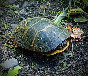 Có thể mọi người đã từng nghe câu chuyện đại bàng ăn thịt rùa. Nhưng trên thực tế, hầu hết đại bàng đều chỉ có thể ăn thịt rùa nhỏ, chúng trực tiếp dùng mỏ nhọn chọc vào các khe hở của mai rùa, sau đó cắn xé thịt rùa và ăn.