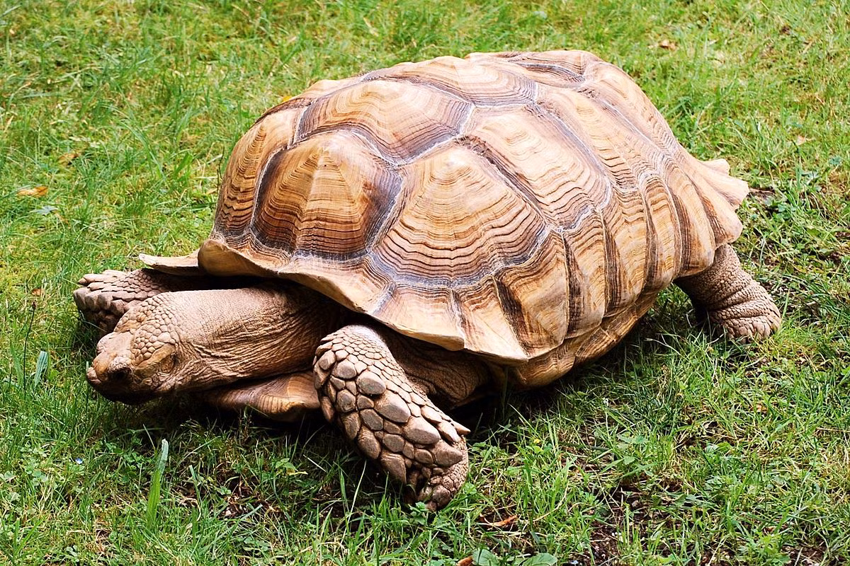  Rùa là một trong những loài tiến hóa thành công nhất trong tự nhiên. Chúng có tuổi thọ đến hàng trăm năm, là một trong những loài động vật sống lâu nhất hành tinh.