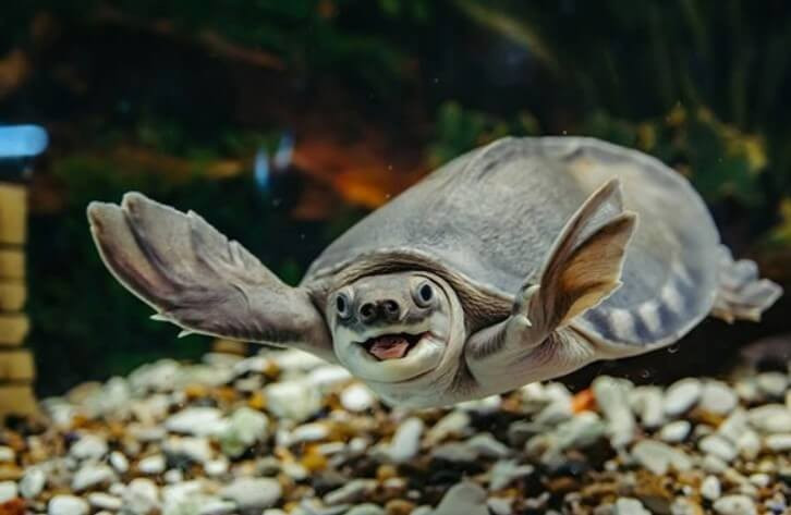 Do sống ở biển quanh năm nên rùa biển có hình dạng giống cá, giúp giảm ma sát và lực cản trong nước, giúp chúng bơi nhanh và dễ dàng hơn. Nhưng đồng thời, chúng cũng mất khả năng "thu mình". Ở biển, vảy trên đầu và tứ chi của chúng về cơ bản có thể tự bảo vệ mình, nhưng trên cạn thì trở nên vô dụng.