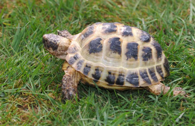 Trong tự nhiên, cá sấu là một trong số ít những sinh vật có thể trực tiếp phá hủy một chiếc mai rùa "hoàn chỉnh" bằng lực cắn đầy mạnh mẽ. Nhưng đồng thời, có rất nhiều trường hợp thực tế mà cá sấu bất lực trước lớp vỏ cứng cáp.