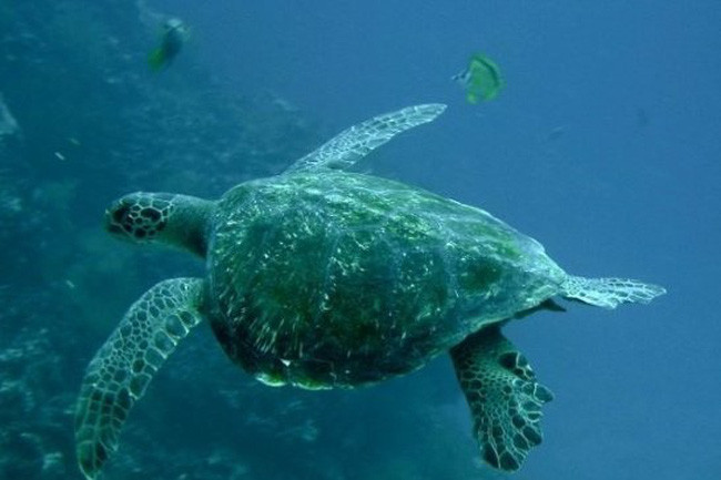 Nhưng trên thực tế, báo đốm chỉ săn rùa biển. Khi rùa lên bờ đẻ trứng vào ban đêm, báo đốm sẽ lợi dụng sơ hở cắn vào cổ họng rùa cho đến chết. Sở dĩ báo đốm có thể thưởng thức rùa biển như những bữa ăn bình thường như vậy là do rùa biển không thể rút hoàn toàn đầu và các chi vào trong mai.