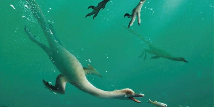 Hóa thạch bao gồm hộp sọ, cột sống, một chi trước và hai chi sau, thuộc về một loài khủng long sống ở kỷ Phấn trắng muộn có niên đại từ 66 đến 145 triệu năm trước. Lee chia sẻ: "Mẫu vật khá mỏng manh nhưng được bảo quản cẩn thận. Nó có hộp sọ với nhiều răng nhỏ và cổ rất dài. Hình dạng của khung xương sườn hướng về phía sau cho thấy loài vật này có xương sườn thuôn dài, cơ thể giống như chim cánh cụt."