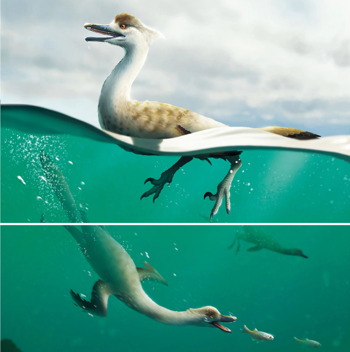 Các nhà khoa học đặt tên cho loài mới này là Natovenator polydontus, có nghĩa là "thợ săn bơi lội có nhiều răng". Nghiên cứu cho biết Natovenator trông rất giống với các loài chim lặn hiện đại còn sống ngày nay, chẳng hạn như auks và chim cánh cụt.