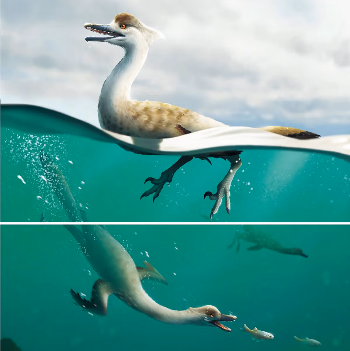 Các nhà khoa học đặt tên cho loài mới này là Natovenator polydontus, có nghĩa là "thợ săn bơi lội có nhiều răng". Nghiên cứu cho biết Natovenator trông rất giống với các loài chim lặn hiện đại còn sống ngày nay, chẳng hạn như auks và chim cánh cụt.