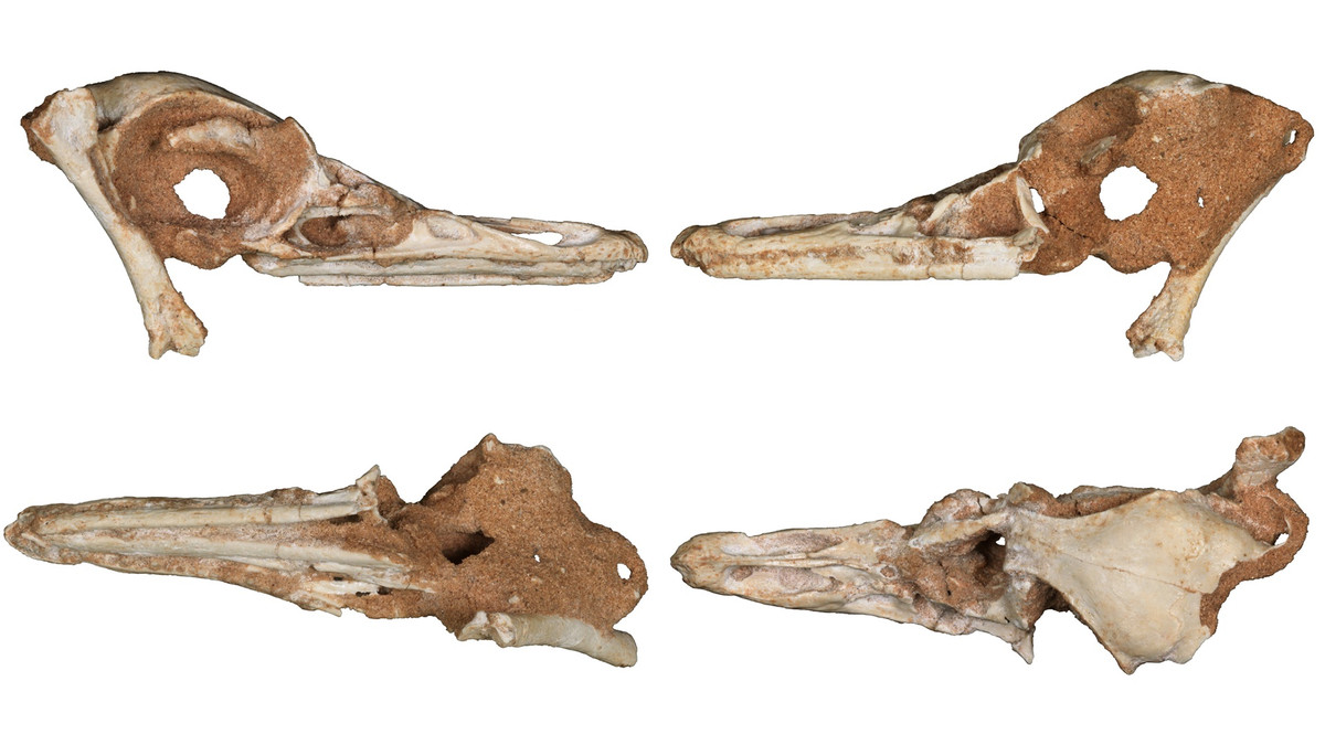Dựa trên hình dạng và sự tương đồng của chúng với các loài chim lặn hiện đại, các nhà cổ sinh vật học tin rằng loài khủng long này từng là loài săn mồi bán thủy sinh. "Việc tìm thấy loài khủng long bán thủy sinh có nghĩa là sự đa dạng sinh thái ở loài khủng long rất cao và nó có thể thay đổi định kiến của chúng ta về lối sống của các loài khủng long", Lee nói.