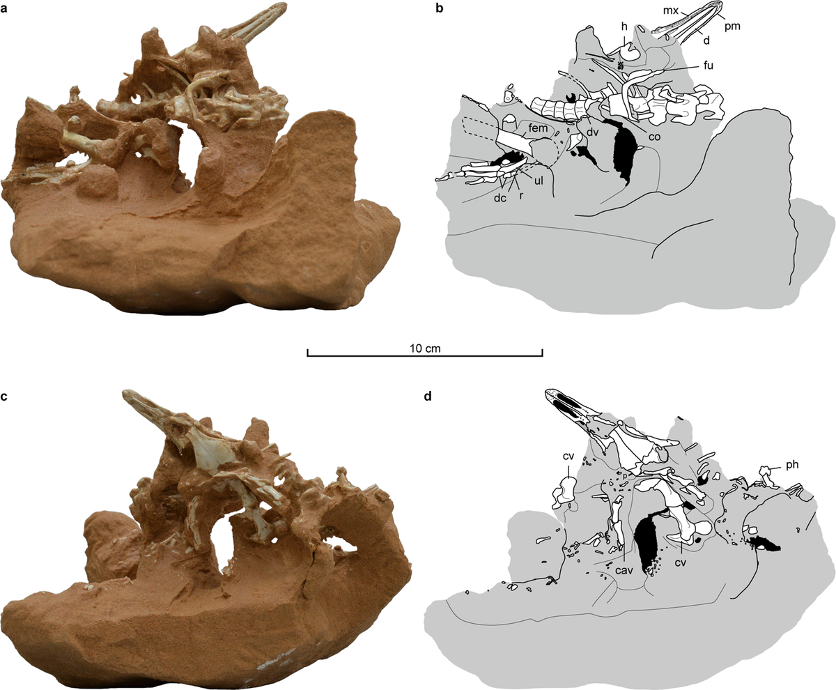 Bộ xương hóa thạch gần như hoàn chỉnh của Natovenator polydontus có thể cung cấp thêm thông tin về sự tiến hóa của nhóm khủng long chân thú. "Cơ thể thuôn dài mang lại lợi thế thủy động lực học khi bơi, hình thái xương sườn đặc biệt cũng cho thấy chúng giỏi bơi lội. Điều này cung cấp bằng chứng thuyết phục đầu tiên về cơ thể mang tính động lực học ở một loài khủng long chân thú không phải chim", nhóm nghiên cứu viết.