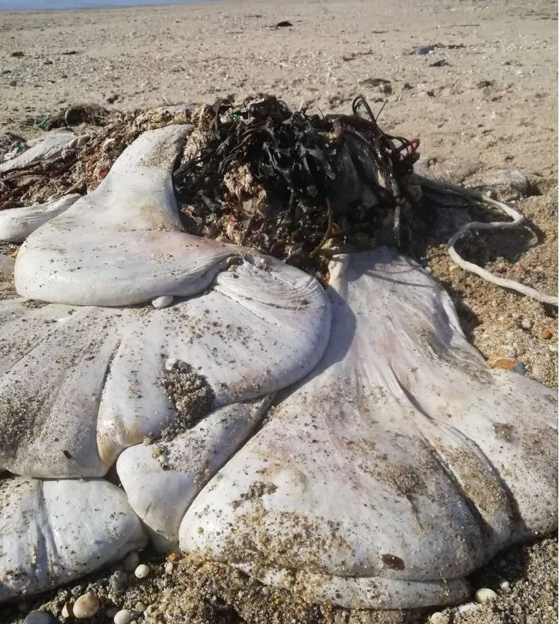 Thật không may, cơ hội để nghiên cứu dạ dày của cá voi và tìm hiểu thêm về nó có thể đã không còn. Có thể nó đã bị thủy triều cuốn trôi, hoặc bị chim biển hay cá ăn thịt.