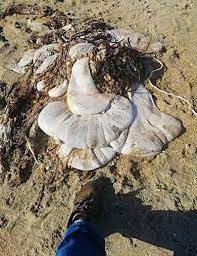 Marlow tình cờ tìm thấy những "túi thịt" phủ đầy rong biển ở lưng chừng bãi biển ngay sau khi thủy triều rút, điều này cho thấy rằng nó đã bị cuốn trôi và dạt vào bờ biển. Cô cho biết nó không có bất kỳ "mùi đáng chú ý" hay tỏa ra bất kỳ "mùi hăng, khó chịu hay thối rữa nào".