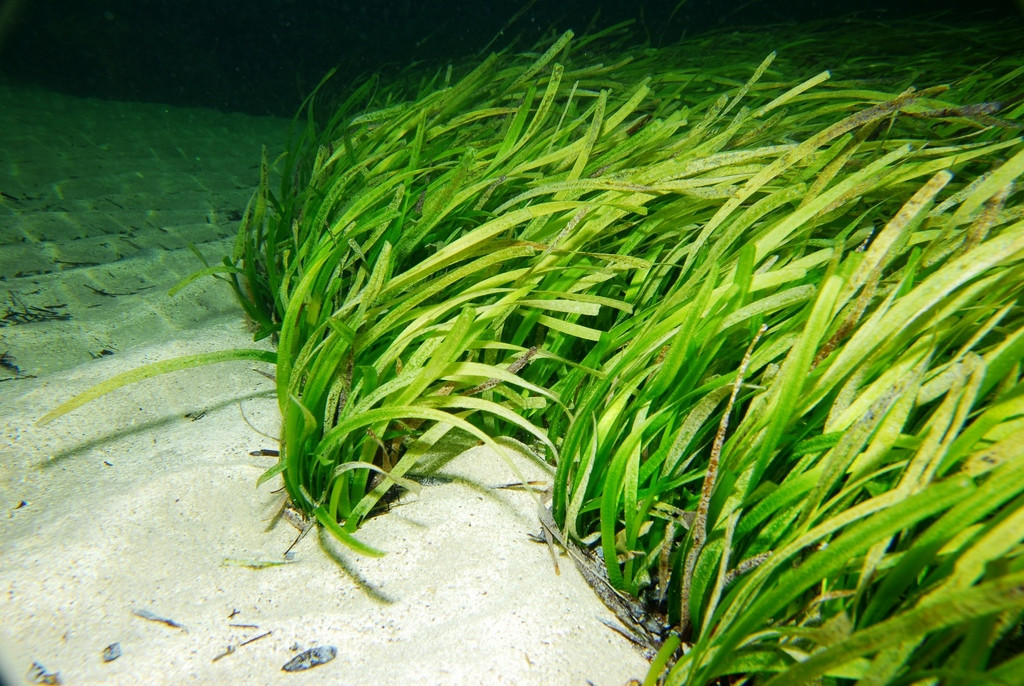 Cây này đã nhân bản chính mình thành một cộng đồng kết nối với nhau bởi cùng một hệ thống rễ. Pando lan rộng trong diện tích 0,4 km2, nghĩa là cánh đồng cỏ biển rộng gấp hơn 400 lần. Tuy nhiên, Pando có thể lớn hơn xét về sinh khối.