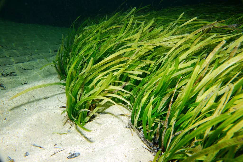 Cây này đã nhân bản chính mình thành một cộng đồng kết nối với nhau bởi cùng một hệ thống rễ. Pando lan rộng trong diện tích 0,4 km2, nghĩa là cánh đồng cỏ biển rộng gấp hơn 400 lần. Tuy nhiên, Pando có thể lớn hơn xét về sinh khối.