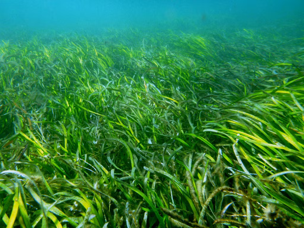 Nhóm nghiên cứu dự định tiếp tục tìm hiểu sâu hơn về cỏ ruy băng Poseidon để khám phá thêm những bí mật về cách nó sinh trưởng.