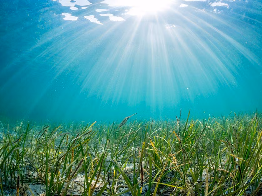 "Thực vật đa bội thường sống ở những nơi có các điều kiện môi trường khắc nghiệt, thường không thể sinh sản bình thường, nhưng vẫn có thể tiếp tục phát triển nếu không bị quấy nhiễu và cánh đồng cỏ biển khổng lồ này đã làm được điều đó."