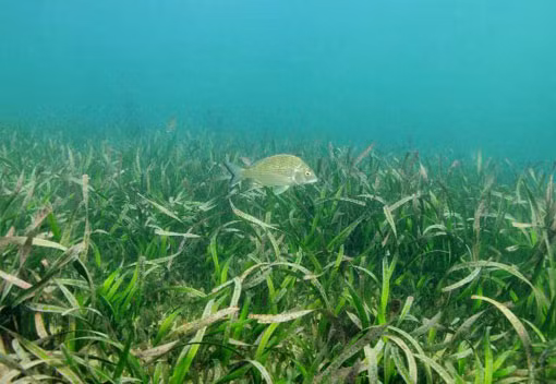 Nhóm chuyên gia ước tính cỏ ruy băng Poseidon ở Australia ít nhất đã 4.500 tuổi. Họ cũng tìm ra cách nó xoay xở để đối phó với những thay đổi của môi trường dù thiếu sự đa dạng di truyền. Nó là thực vật đa bội, nghĩa là thực sự chứa hai bộ gene đầy đủ từ thực vật bố mẹ thay vì chỉ nhận hai nửa.