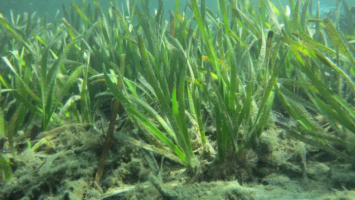 "Kể cả khi không ra hoa và tạo hạt thành công, nó có vẻ vẫn rất bền bỉ, trải qua nhiều mức nhiệt và độ mặn khác nhau, cộng thêm điều kiện ánh sáng khắc nghiệt - những yếu tố gây căng thẳng cho hầu hết thực vật", tiến sĩ Elizabeth Sinclair, tác giả cao cấp của nghiên cứu, giải thích.