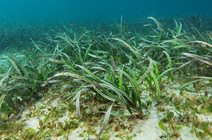 Cỏ ruy băng Poseidon lập kỷ lục mới một cách thuyết phục, ít nhất là xét theo diện tích. Kỷ lục cũ về thực vật lớn nhất thế giới thuộc về cây dương lá rung Pando ở Utah, Mỹ.