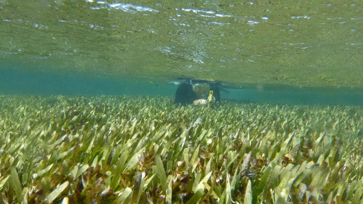 Toàn bộ cánh đồng phát triển chỉ từ một cây con, lan rộng bằng cách nhân bản chính mình. Do đó, đây nhiều khả năng là thực vật lớn nhất thế giới.