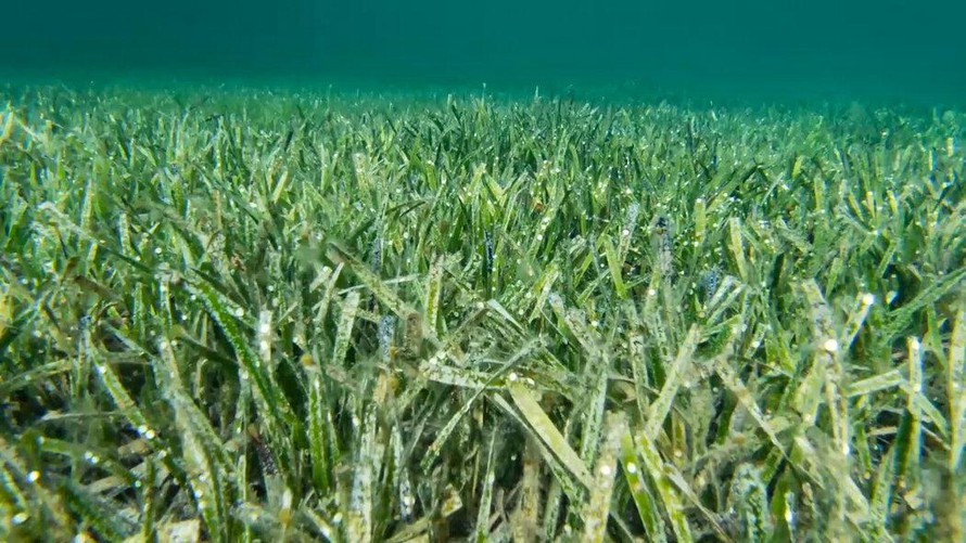 "Kết quả thu được khiến chúng tôi kinh ngạc. Chỉ có một! Một cây đã lan tới hơn 180 km ở vịnh Shark, trở thành thực vật lớn nhất từng ghi nhận trên Trái Đất. Cánh đồng cỏ ruy băng rộng 200 km2 có vẻ đã phát triển từ một cây con đơn lẻ", Jane Edgeloe, tác giả chính của nghiên cứu, cho biết.