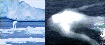 “Do điều kiện sống, cũng như sự biến đổi của môi trường đã khiến một vài cá thể mang trong mình những đột biến gen và điều này đã làm cho những cá thể đó đặc biệt nổi tiếng khi được phát hiện”, Tiến sĩ Shinzi chia sẻ.