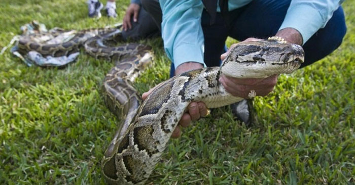 Từ khi du nhập vào Florida trong thập niên 1970, trăn xâm hại đã sinh sản thành công ở khu vực phía nam của bang, nơi chúng săn nhiều chim chóc và động vật có vú bản xứ cũng như cá sấu mõm ngắn hoặc chó nhà.