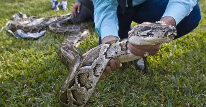 Từ khi du nhập vào Florida trong thập niên 1970, trăn xâm hại đã sinh sản thành công ở khu vực phía nam của bang, nơi chúng săn nhiều chim chóc và động vật có vú bản xứ cũng như cá sấu mõm ngắn hoặc chó nhà.