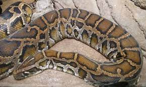 Con trăn đực dài 3,7 m tên Dionysus hay còn gọi là Dion đóng vai trò như mồi nhử dụ trăn cái to kỷ lục vào tháng 12/2021. Lúc đó, nhóm nghiên cứu nhận thấy Dion quanh quẩn ở một địa điểm gần Naples, bên trong hệ sinh thái phía tây Everglades.