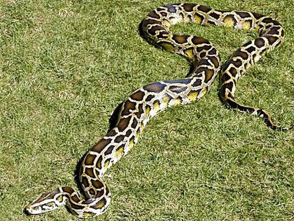 Khi kiểm tra trăn đực, họ phát hiện nó cuộn tròn gần con trăn cái khổng lồ. Sau trận vật lộn căng thẳng, các nhà khoa học nhốt thành công trăn cái trong túi và chuyển tới cơ sở nghiên cứu.