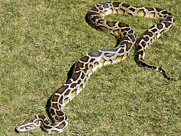 Khi kiểm tra trăn đực, họ phát hiện nó cuộn tròn gần con trăn cái khổng lồ. Sau trận vật lộn căng thẳng, các nhà khoa học nhốt thành công trăn cái trong túi và chuyển tới cơ sở nghiên cứu.