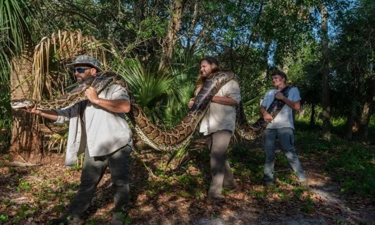 Nhóm nghiên cứu tiêm trợ tử cho trăn cái trước khi tiến hành khám nghiệm. Bên trong cơ thể nó, họ đếm được 122 nang trứng, cấu trúc hình cầu sẽ phát triển thành trứng sau khi thụ tinh.