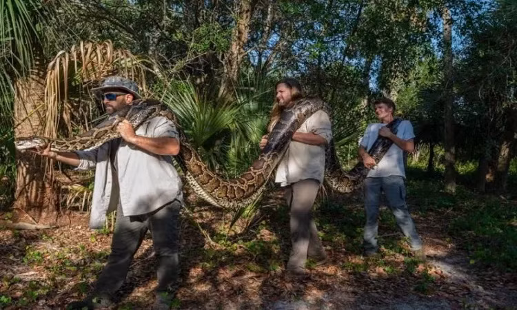Nhóm nghiên cứu tiêm trợ tử cho trăn cái trước khi tiến hành khám nghiệm. Bên trong cơ thể nó, họ đếm được 122 nang trứng, cấu trúc hình cầu sẽ phát triển thành trứng sau khi thụ tinh.